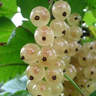 Смородина белая ЮТЕРБОРГСКАЯ в Москве