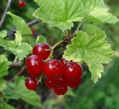 Смородина альпийская ШМИДТ в Москве