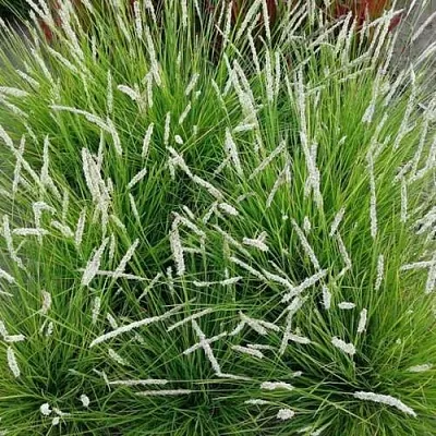 Сейслерия ОСЕННЯЯ  Сейслерия ОСЕННЯЯ в Москве