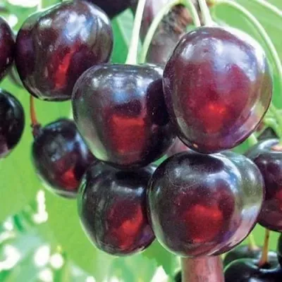 Черешня ЛЮБИМИЦА АСТАХОВА — описание сорта Черешня ЛЮБИМИЦА АСТАХОВА в Москве