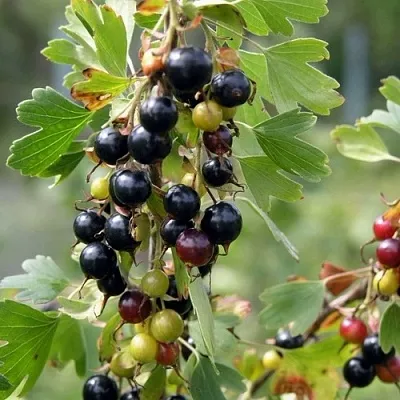 Смородина золотистая ПЛОТНОМЯСАЯ  Смородина золотистая ПЛОТНОМЯСАЯ в Москве