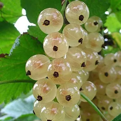 Смородина белая ЮТЕРБОРГСКАЯ  Смородина белая ЮТЕРБОРГСКАЯ в Москве