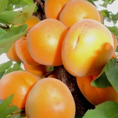 Абрикос ДЕСЕРТНЫЙ в Москве