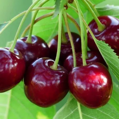 Дюк ЖИВИЦА (ЧЕРЕВИШНЯ) — описание сорта Дюк ЖИВИЦА (ЧЕРЕВИШНЯ) в Москве