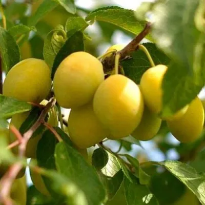 Слива ОЧАКОВСКАЯ ЖЕЛТАЯ — описание сорта Слива ОЧАКОВСКАЯ ЖЕЛТАЯ в Москве