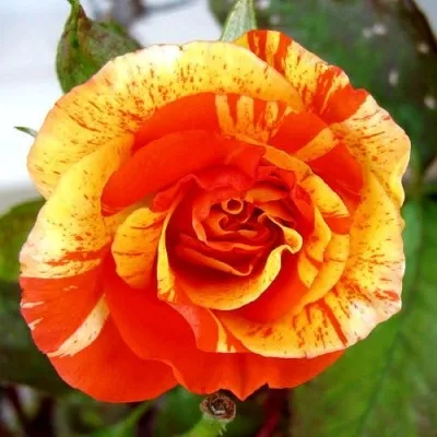 Саженцы роз АПЕЛЬСИН И ЛИМОН флорибунда — описание сорта Саженцы роз АПЕЛЬСИН И ЛИМОН флорибунда в Москве