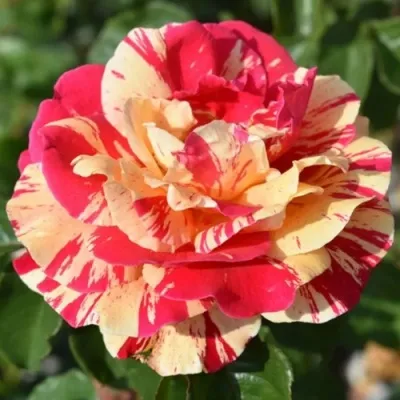 Саженцы роз ВАНИЛЛА ФРАЙЗ плетистая — описание сорта Саженцы роз ВАНИЛЛА ФРАЙЗ плетистая в Москве