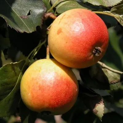 Груша АЛЁНУШКА в Москве