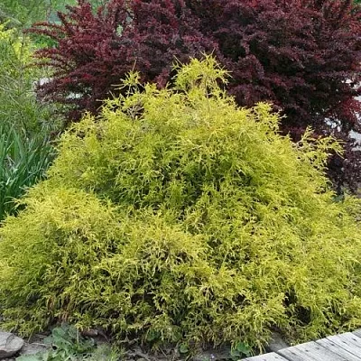 Кипарисовик ГОЛДЕН МОП горохоплодный  Кипарисовик ГОЛДЕН МОП горохоплодный в Москве