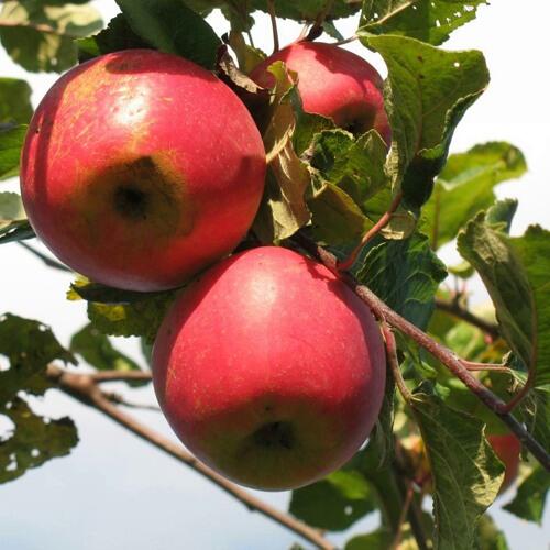 Краса свердловская яблоня описание фото