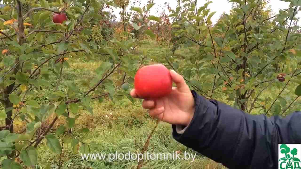 Превью видео