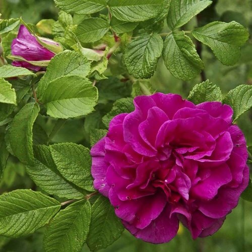 Шиповник ХАНСА в Москве