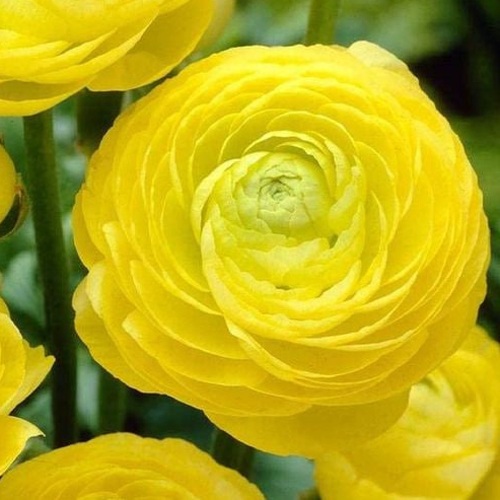 Ранункулюс САН-ТРОПЕ романс в Москве