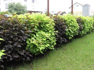 пузыреплодник Ангел Голд + Леди ин Ред.jpg