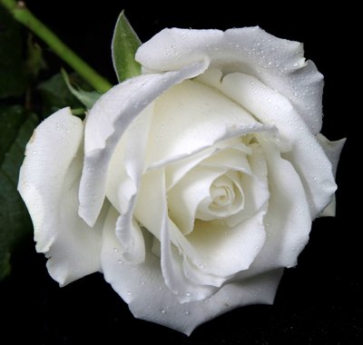 розы белые.jpg