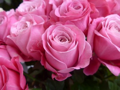 Розы розовые.jpg