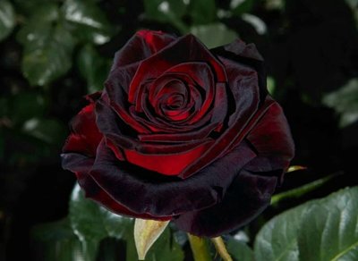 Розы черные.jpg