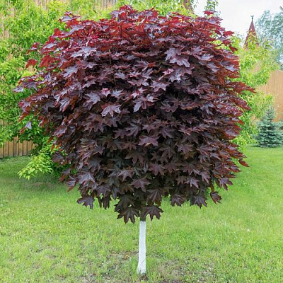 Клен красный в Москве