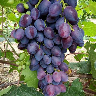 виноград кишмиш Брависсимо