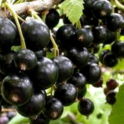 Смородина черная ОРЛОВСКИЙ ВАЛЬС в Москве