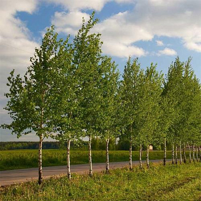 Береза обыкновенная в Москве