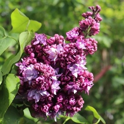 Сирень МАРШАЛ МАЛИНОВСКИЙ в Москве