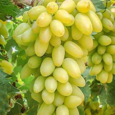 Виноград Тимур Фото