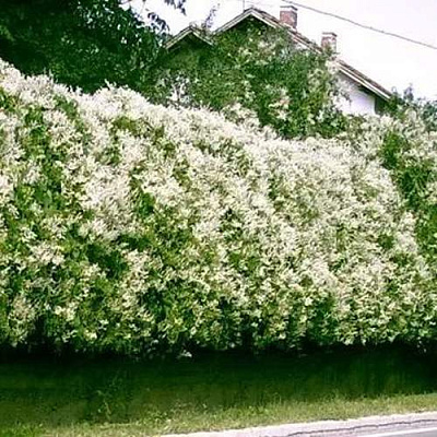 Фаллопия Фаллопия в Москве