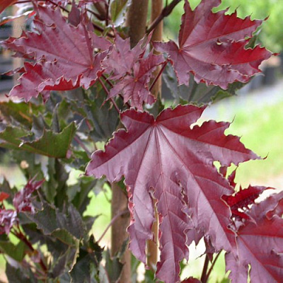 Клен КРИМСОН СЕНТРИ остролистный в Москве