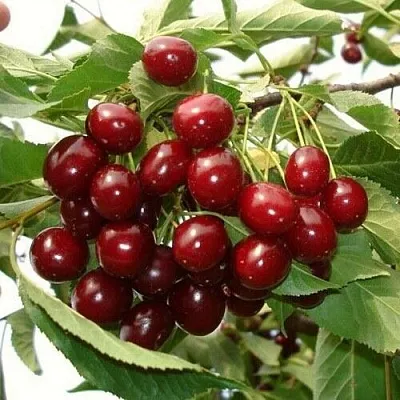 Сорта вишни для Тверской области названия, фото, описание