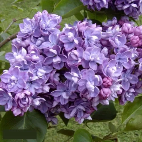 Сирень АМИ ШОТТ в Москве