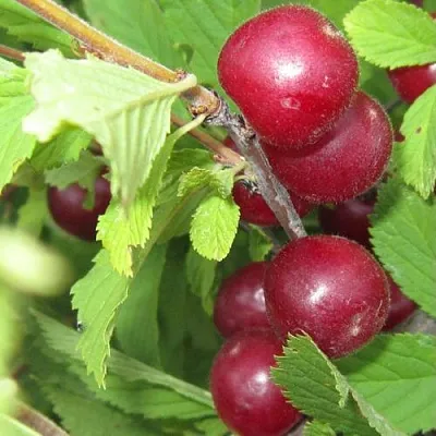 Обзор лучших сортов вишни для вашего сада: ТОП-9