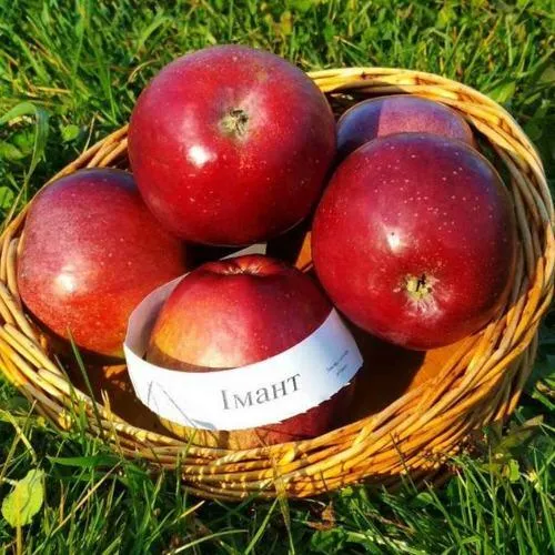 Сорт яблони имант фото и описание