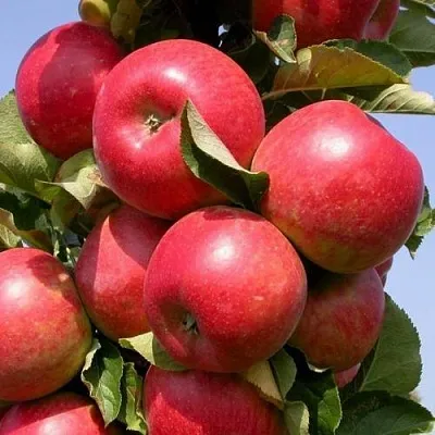 Красномясые сорта яблонь купить в Москве, саженцы яблони с красной мякотью