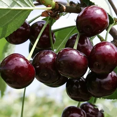 Сорта вишни для Курганской области названия, фото, описание