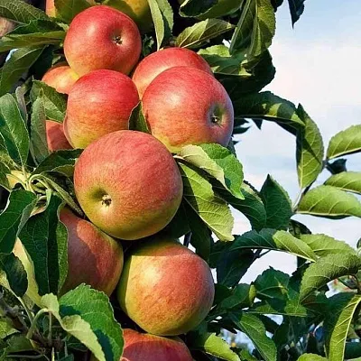 Саженцы яблони купить в Москве из питомника, цена дерева