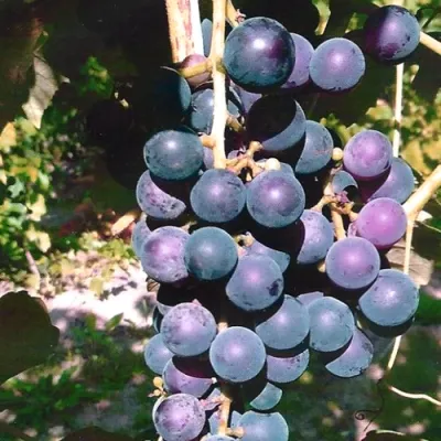  Формировка и обрезка виноградных лоз Кэмпбелл 