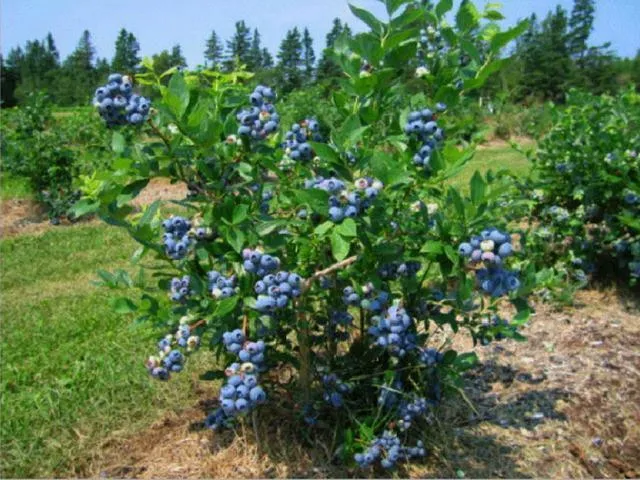 Голубика садовая: посадка и выращивание на участке - советы покупателям