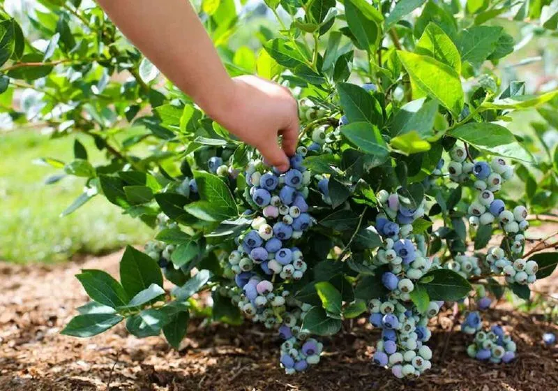 Голубика садовая: посадка и уход в открытом грунте, лучшие сорта и правила размножения